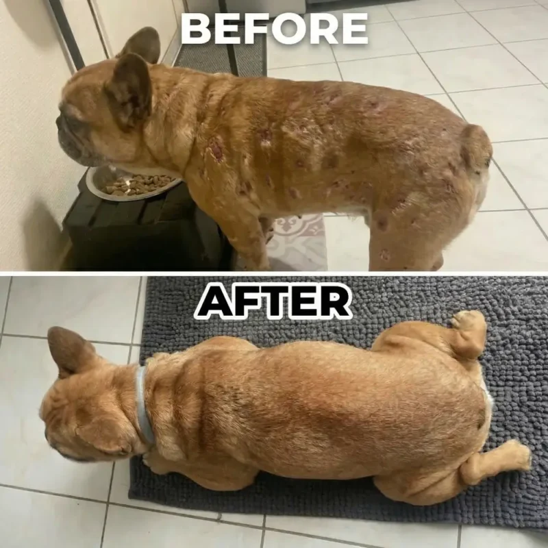 Paddenstoel poeder voor huisdieren